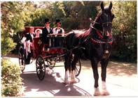 Carriages for Hire